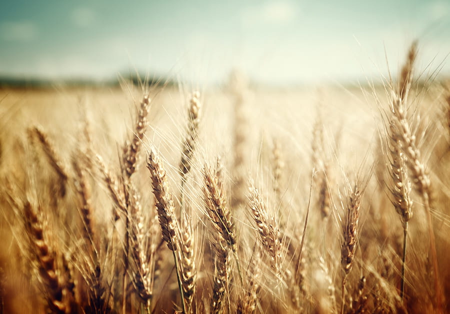 Whole wheat whole grain field