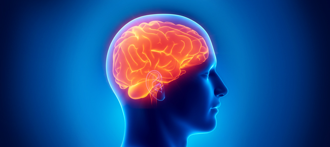 Illustration of human head and brain