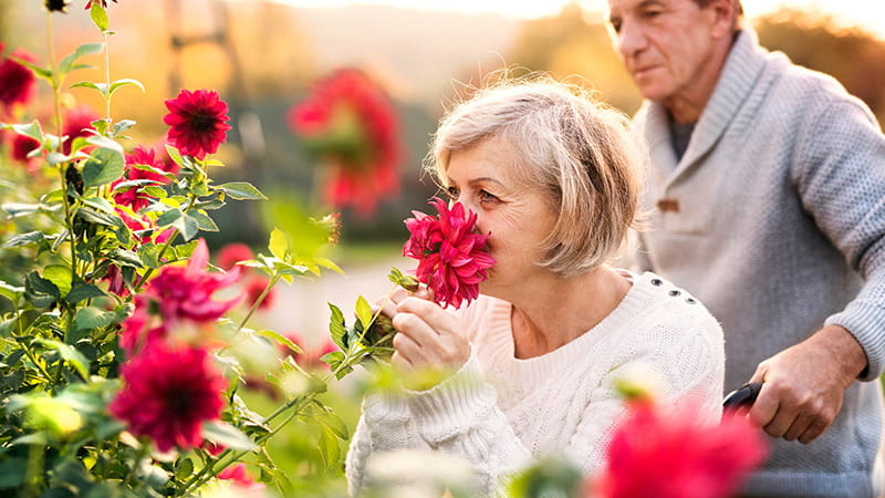 senior couple with wheelchair smelling roses