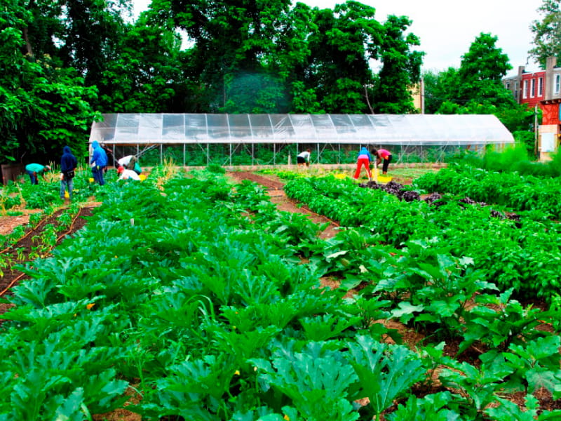 Neighborhood Foods Farm is a network of green spaces in Philadelphia that produces sustainably grown vegetables. (Photo courtesy of Urban Tree Connection)