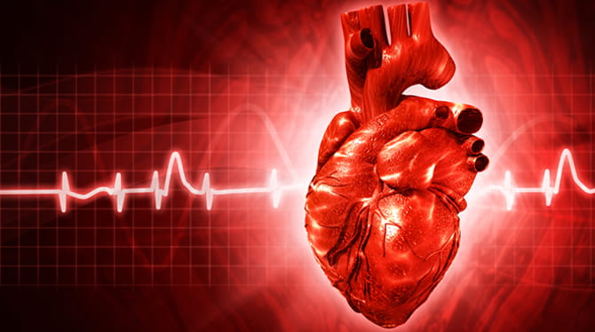 Illustration: human heart with EKG tracing