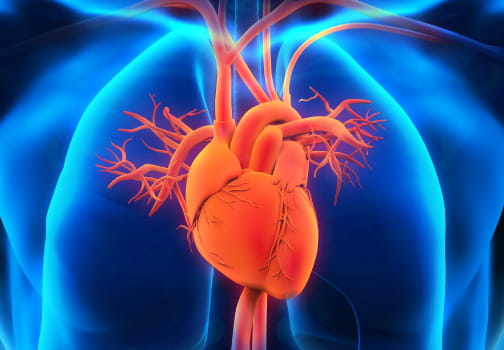 heart illustration in body
